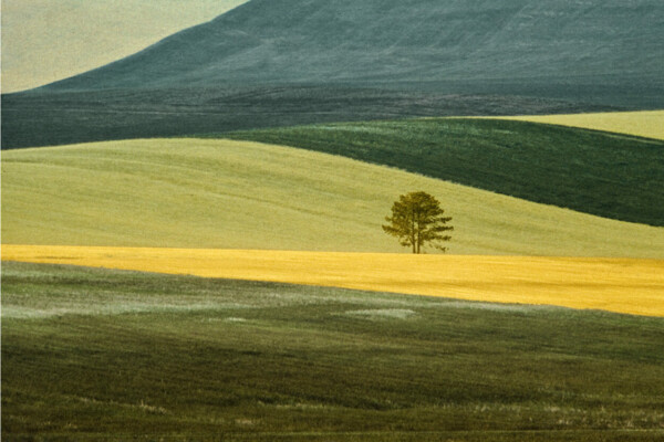 Color landscape photography by Franco Fontana. Yellow and green fields with a single tree in the middle