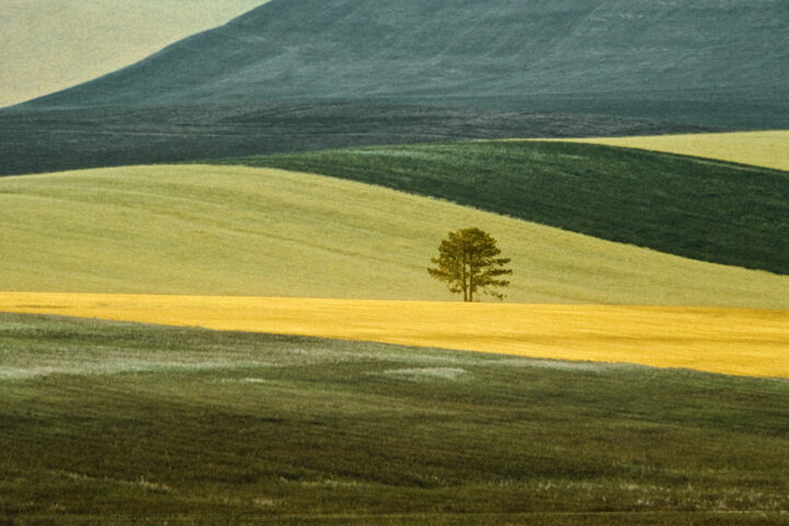 Color landscape photography by Franco Fontana. Yellow and green fields with a single tree in the middle