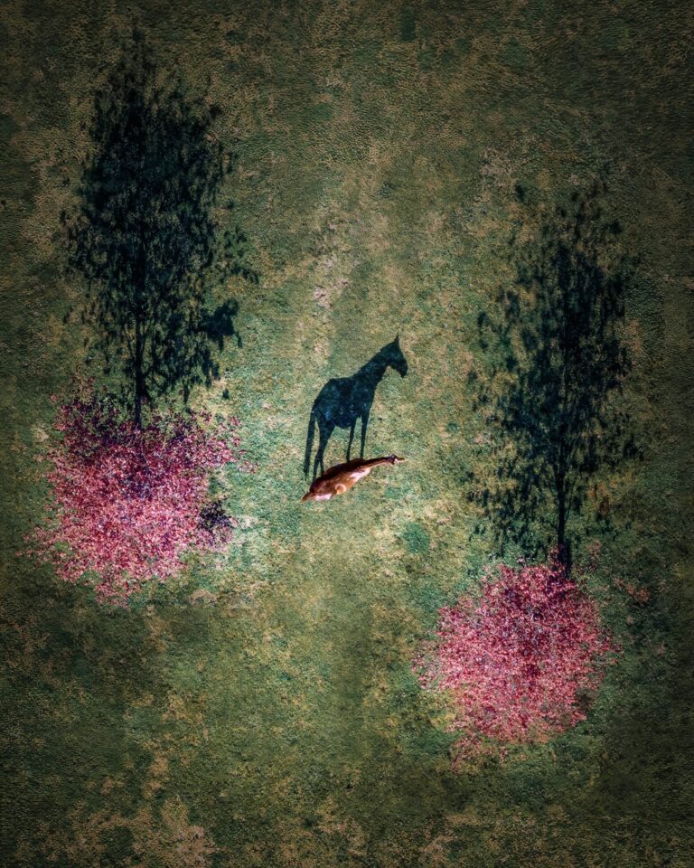 Aerial photo of a horse between two trees by Joanna Steidle