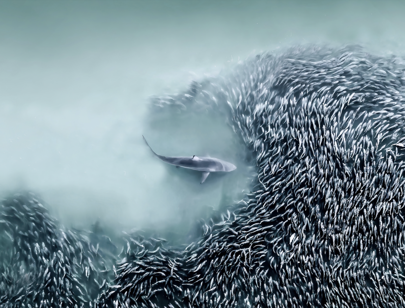 Aerial photo of a shark swimming toward a shoal of fish by Joanna Steidle. Near Hamptons, NYC, USA