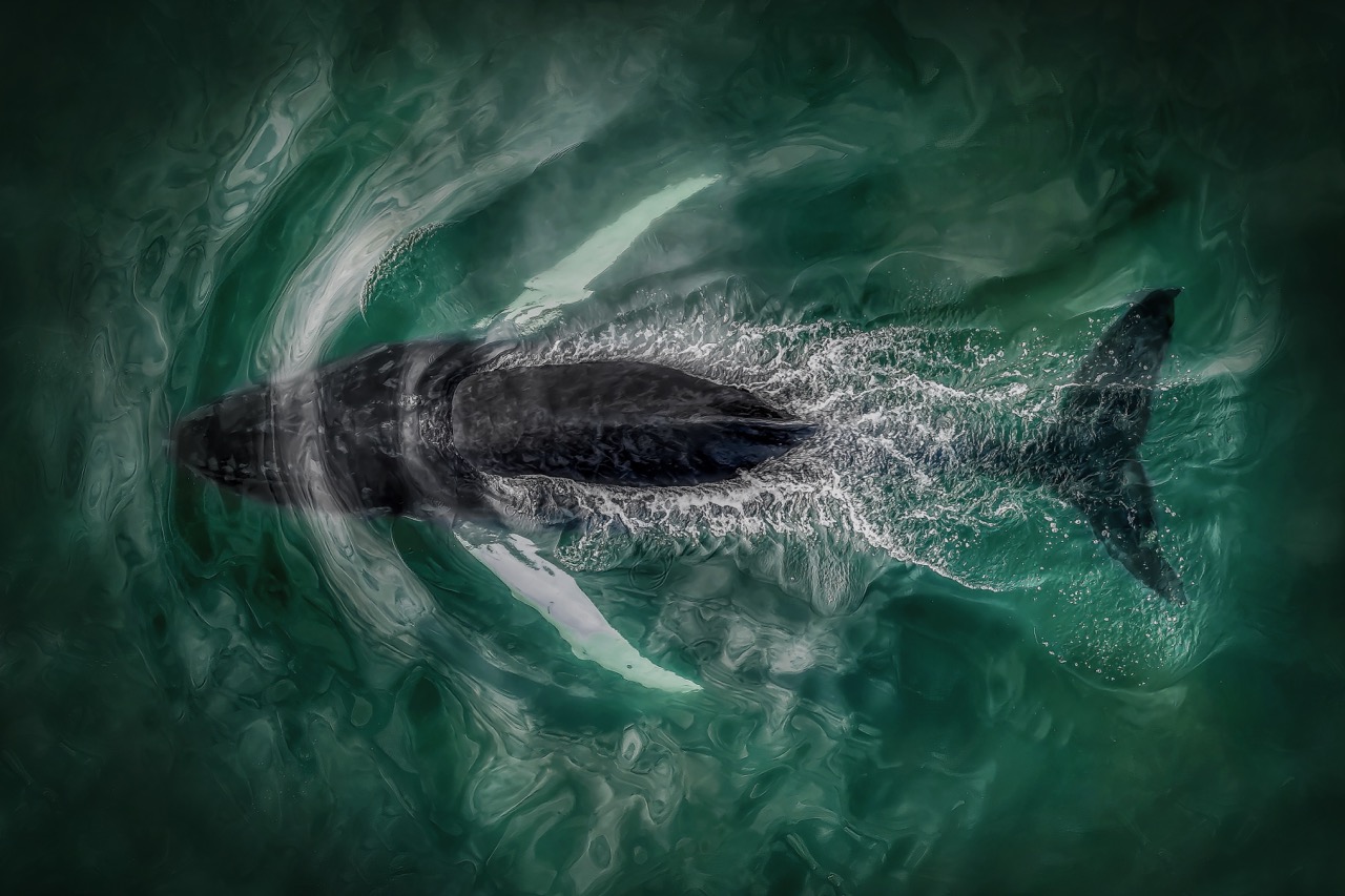 Aerial photo of a humpack whale breaching the ocean by JoannaSteidle