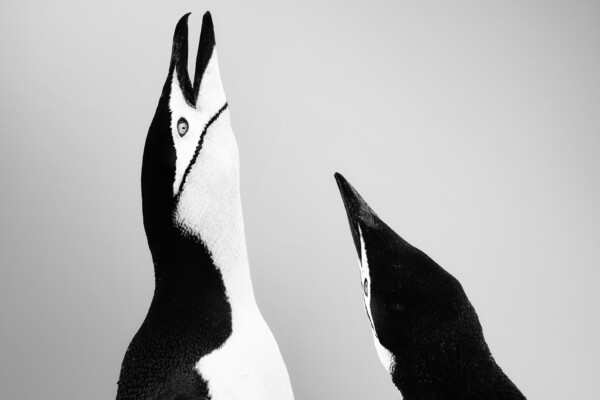 black and white portrait photo of penguins by Diana Barthauer