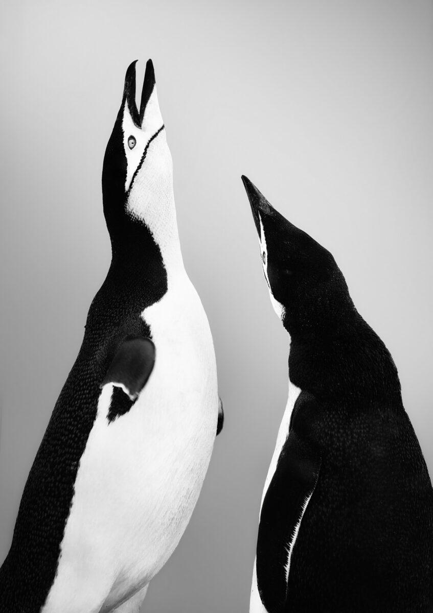 black and white portrait photo of penguins by Diana Barthauer