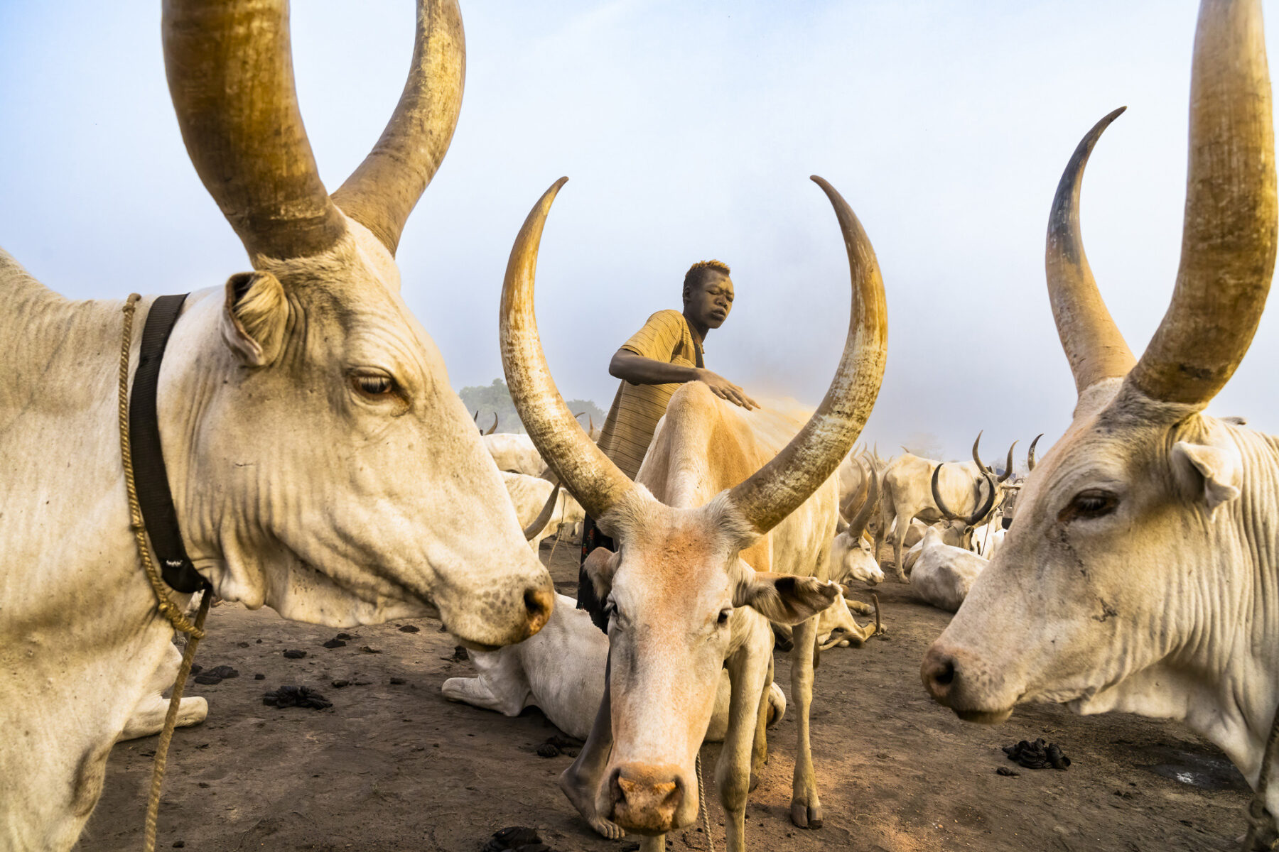 color photo of Mundari and cattle in South Sudan by France Leclerc