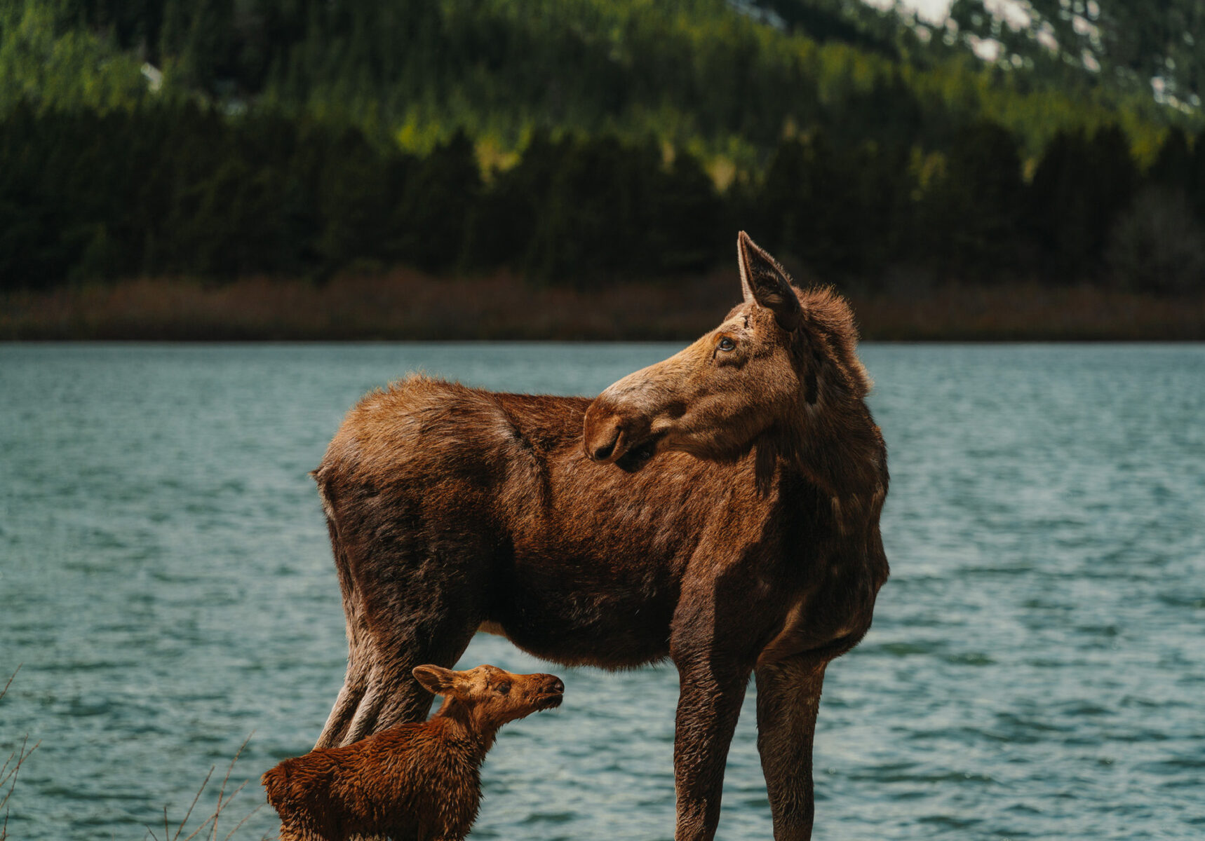 color documentary photo of moose in Montana, USA by Ike linde