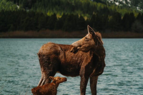 color documentary photo of moose in Montana, USA by Ike linde