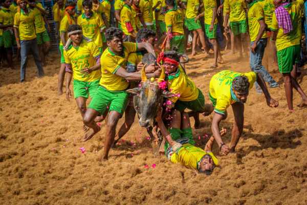 colod documentary photo of vaniyapuram Jallikattu - Tamil Nadu, India by Sundaram Perumal