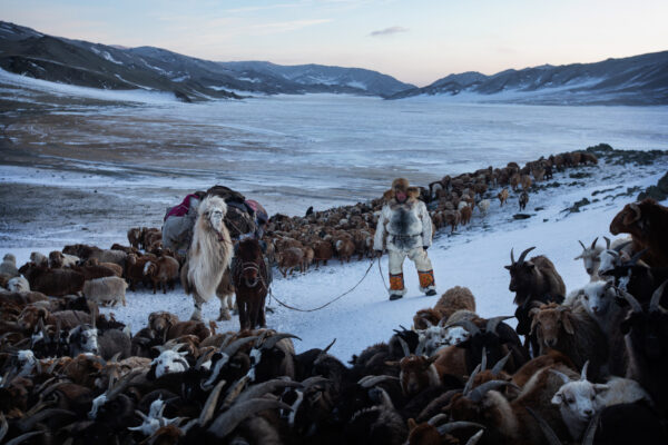 color documentary photo of a cattle herder in Western Mongolia by Thomas Cytrynowicz